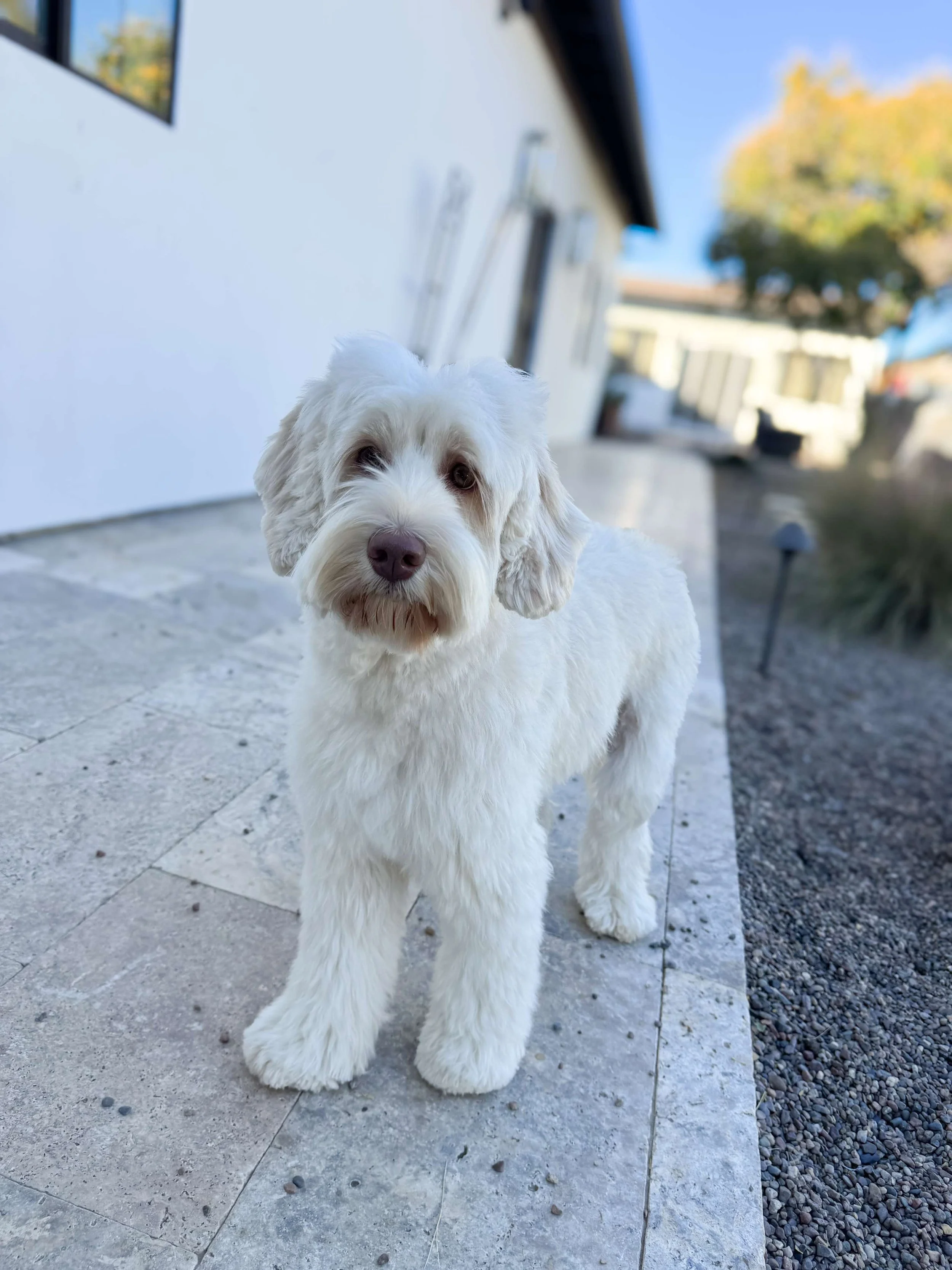 OUR MOMS — WELCOME HOME DOODLES Multigeneration Australian